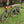 Vélo pliant Brompton Explore H6L 2019