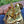 Saxophone alto Selmer Seles Axos