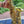 Saxophone alto Selmer Seles Axos