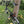 Vélo brompton vélo S6L
