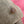 Rare Porte Parachutiste ww2 Allemand 1944 MP 38 40