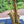 Saxophone alto Selmer Seles Axos