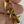 Magnifique Broche divine victorienne en or 18 carats sertie de diamants hirondelles en vol
