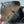 Superbe étui cuir Holster allemand P 38 "GCX" daté 1942 Para Normandie 1944