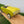Ancienne voiture a pédales Renault